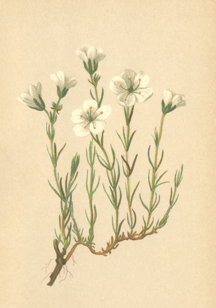 ALPENFLORA ALPINE FLOWERS. Alsine laricifolia Crantz-Lärchenblättrige Miere 1897